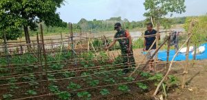 Sertu Dasiman Ajak Petani Gunakan Pupuk Kandang Penyubur Sayuran