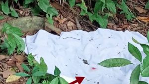 Kain Kafan Misterius Ditemukan Warga di Bawah Pohon Kayu Aro?