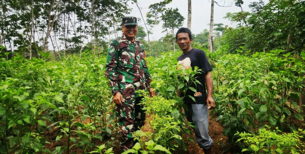 Babinsa Misnadi Ajak Warga Manfaatkan Lahan Tidur Ditanami Palawija dan Sayuran
