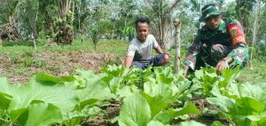 Ibu Sutini Petani Sayur Bersyukur Anaknya Ada yang Jadi Babinsa