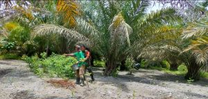 Pola Hidup Ramah Lingkungan untuk Petani Sawit