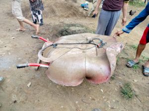 Ikan Pari Raksasa Berat 60 Kg Terkena Pancing Warga