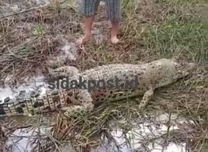 Sedang Mencari Ikan, Warga Temukan Buaya Mati di Sawah