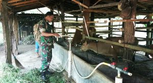 Cegah Penyakit Hewan Ternak, Babinsa Wianto Edukasi Peternak Sapi