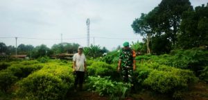 Sertu Agus Edukasi Petani Kemangi, Untuk Topang Ekonomi