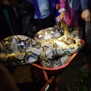Usai Mangsa Kambing, Ular Piton Panjang 8 Meter Ditangkap Warga