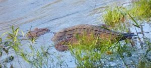 Warga Tebo Kaget, Sedang Menyadap Karet Ada Buaya Ekor di Darat Kepala di Sungai