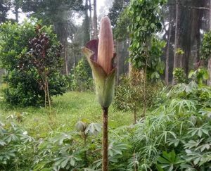 Warga Bungo Temukan Bunga Bangkai Tidak Jauh dari Rumah