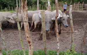 Cegah Penyakit Ngorok, Disnakan Bungo Sarankan Kerbau Milik Warga Divaksin
