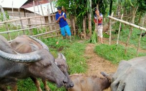 Penyakit Ngorok Pada Kerbau Resahkan Peternak di Bungo
