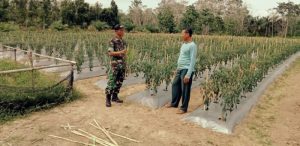 Wujudkan Ketahanan Pangan, Sertu Daryono Motivasi Poktan Kreatif