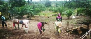 Poktan Sukajaya Tanam Tumpang Sari Jagung – Sawit