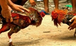 Diduga Judi Sabung Ayam Mulai Marak di Wilayah Bungo