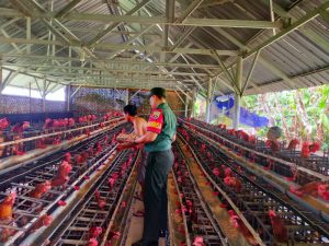 Babinsa Batu Kandik Motivasi Pengusaha Ayam Petelur