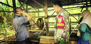 Sertu Misnadi Ajak Petani, Gunakan Kotoran Sapi Untuk Pupuk Tanaman