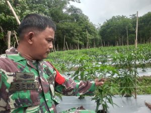 Dukung Ketahanan Pangan, Babinsa Sertu Heri Motivasi Petani Cabai