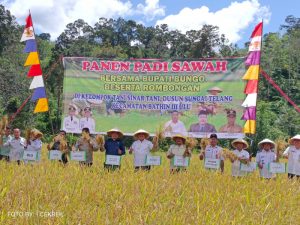 Bupati Bersama Dinas TPHBun Panen Padi Sawah di Dusun Sungai Telang