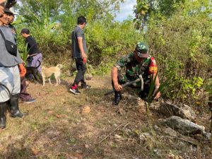 Sertu Komang Bersama Pemdes Tanam Puluhan Kelapa Hibrida