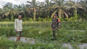 Motivasi Petani Semangka dan Cabai, Serda Supriyanto Sambangi Poktan