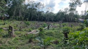 Tips Sukses Bertani Kelapa Sawit: Panduan untuk Petani Pemula dan Profesional