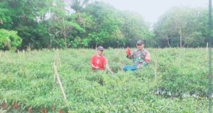 Babinsa Sertu Heri Bantu Panen Cabai Warga