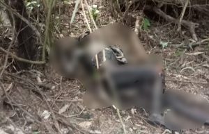 Warga Danau Lamo, Temukan Mayat Membusuk di Kebun