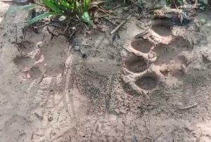 Warga Tanjung Karung Temukan Jejak Kiki Harimau