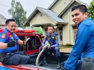 Damkar Bungo Evakuasi Ular Piton 3 Meter di Kandang Ayam Warga