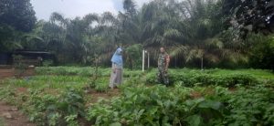 Babinsa Erick Ajak Warga, Lahan Kosong Tanami Palawija dan Sayuran