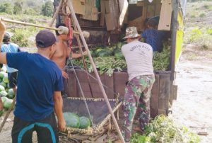 Wujud Kebersamaan, Serka Syafrizal Bantu Warga Panen Semangka