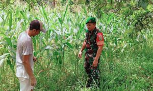 Babinsa Nanda Motivasi Petani Jagung, Wujudkan Ketahanan Pangan