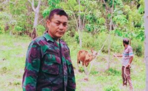 Patut Untuk Dicontoh, Serka Syafrizal Nyambi Beternak Sapi