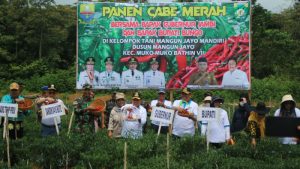 Dandim 0416/Bute Ikut Panen Raya Cabe dengan Petani di Mangun Jayo