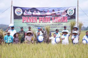 Pemkab Bungo Bersama Gubenur Jambi, Tanam dan Panen Padi Sawah