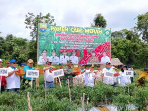 Dinas TPHBun Bungo Panen Cabe Merah bersama Gubernur dan Bupati di Mangun Jayo
