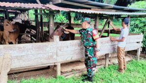 Sambangi Peternak Sapi, Ini Pesan Babinsa Serda Syafarudin