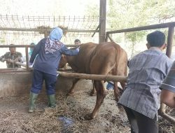 Kelompok Peternak Sapi Pali-Pali Jaya Ponjong Berkomitmen Menjaga Kesehatan Hewan Ternak