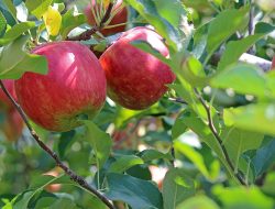 Nutrisi Yang Terkandung Dalam Buah Apel dan Manfaatnya Bagi Tubuh