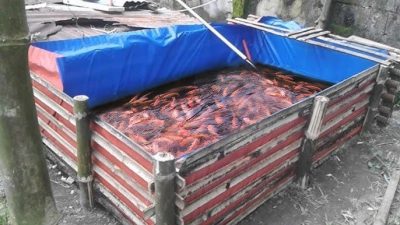 Cara Budidaya Ikan Nila dalam Kolam Terpal: Panduan Lengkap
