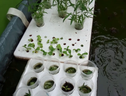 Cara Menanam Kangkung di Kolam Lele