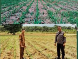 Bripka Roy Situmorang : Polisi Menanam Jagung Untuk Ketahanan Pangan
