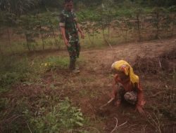 Babinsa Sertu Thobri, Motivasi Petani Dukung Program Ketahanan Pangan