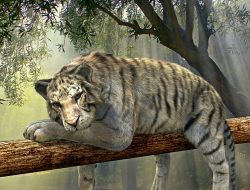 Banu dan Harimau yang Mengajarkan Kebodohan