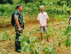 Babinsa Poniman Ajak Warga, Pekarangan Rumah Ditanami Sayuran Untuk Ketahanan Pangan