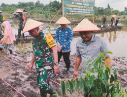 Tinjau Program TMMD,  Mayjen TNI Hermanto Tanam Padi di Teluk Kuali