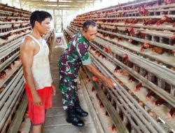Dukung Ketahanan Pangan, Pelda Suraji Sambangi Ternak Ayam Petelur