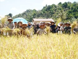 Gubernur Al Haris: Pemprov dan Pemkab Bersinergi Benahi Sistem Pertanian Agar Hasil Meningkat