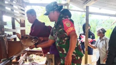 Terkait Hewan Qurban, Babinsa Syaipul dan Mantri Hewan Cek Kesehatan Sapi