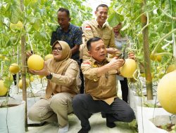 Gubernur Al Haris Panen Perdana Melon Premium di Tanjung Jabung Timur