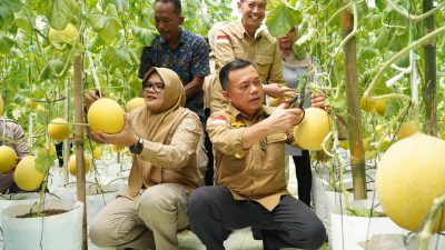 Gubernur Al Haris Panen Perdana Melon Premium di Tanjung Jabung Timur